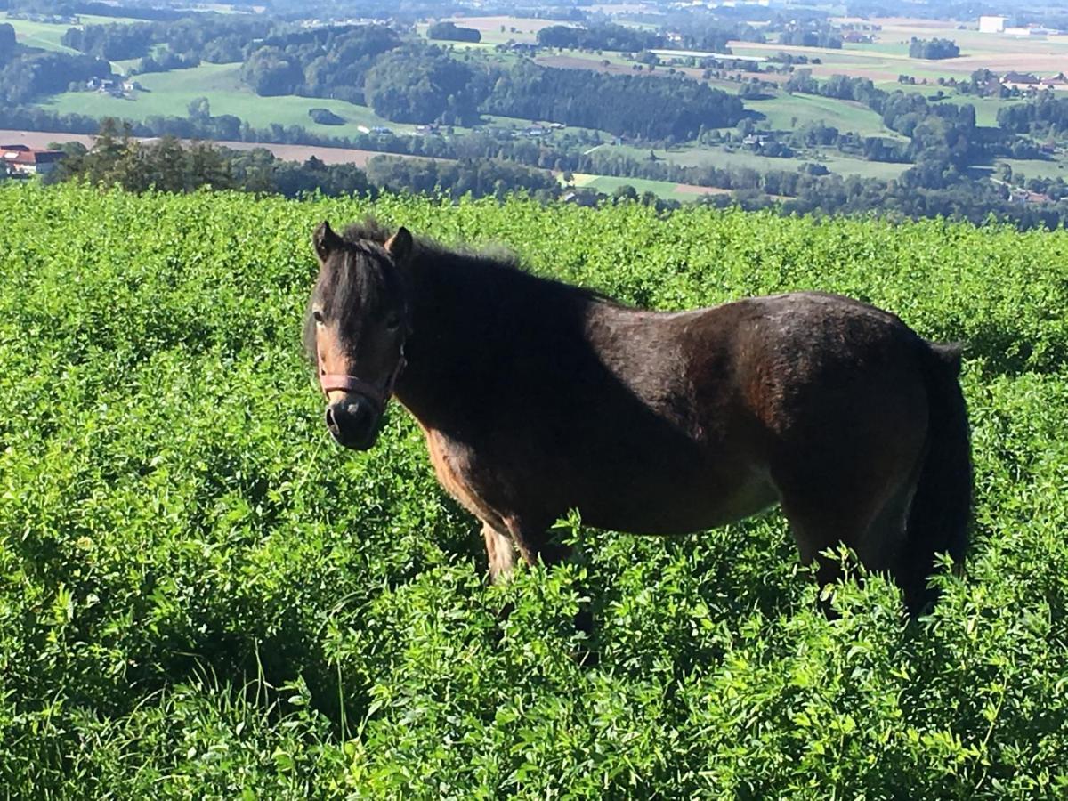 Aschach an der Steyr Hochhubergut 빌라 외부 사진