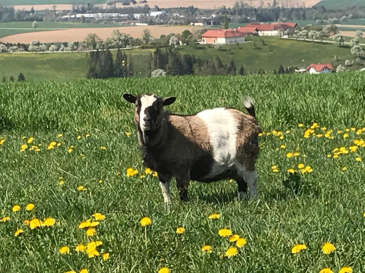 Aschach an der Steyr Hochhubergut 빌라 외부 사진